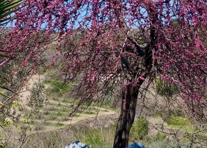 Microfattoria Lenta Nyaraló Massignano